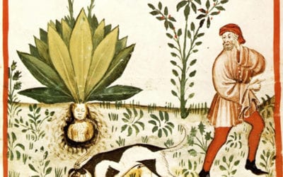Resuscitating Folk Medicine