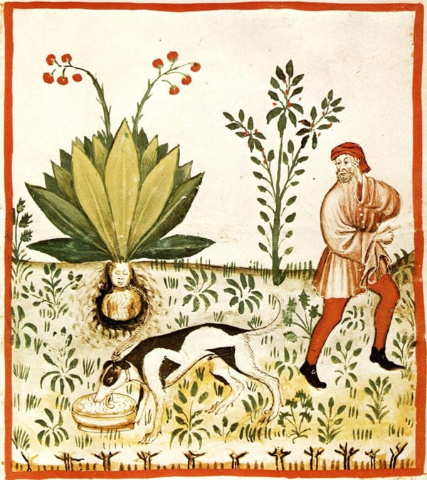 Folk Medicine