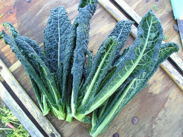 Migraine Trigger Alert! High Levels of Nitrates in Green Leafy Veggies
