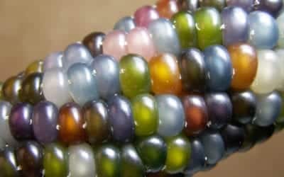 Low Histamine Succotash Breakfast Recipe