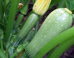 Stuffed Zucchini with Ricotta Recipe