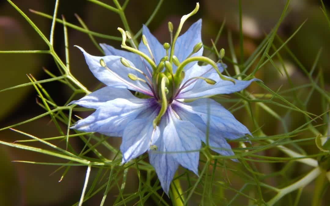 Blackseed (Nigella Sativa) Milk Recipe