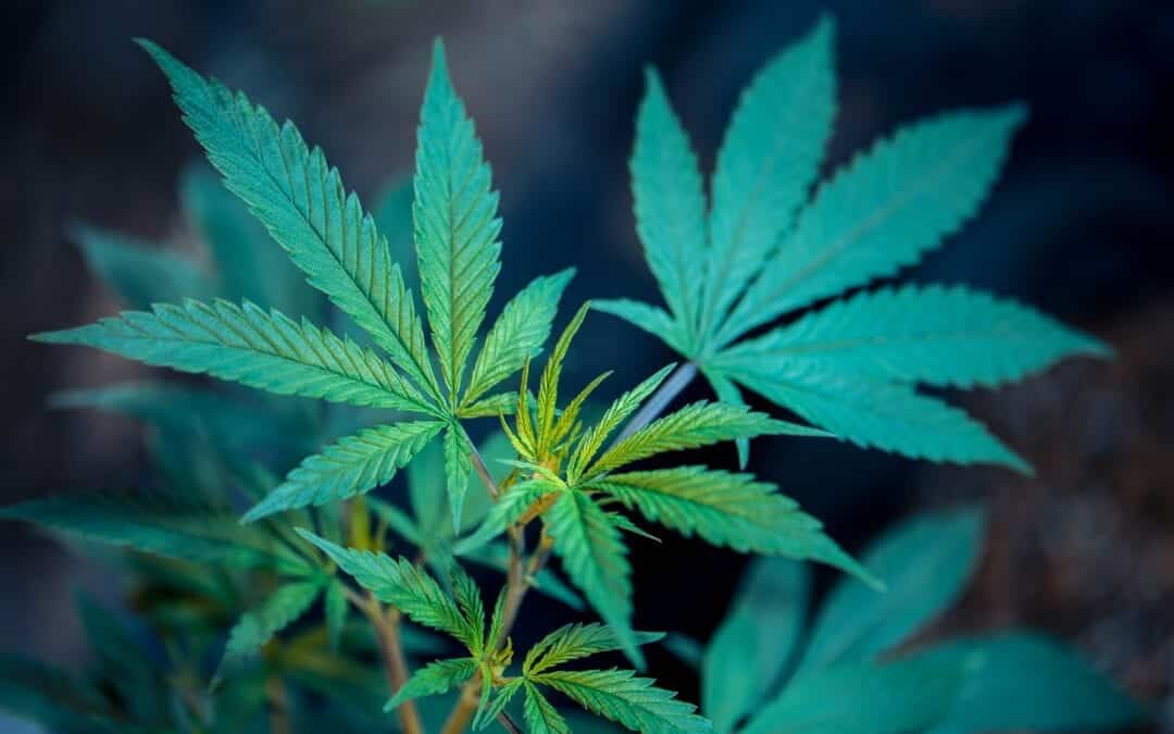Understanding the Role of Cannabis for Migraine Relief