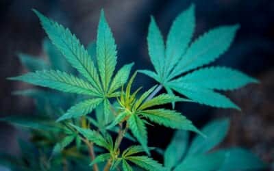 Understanding the Role of Cannabis for Migraine Relief