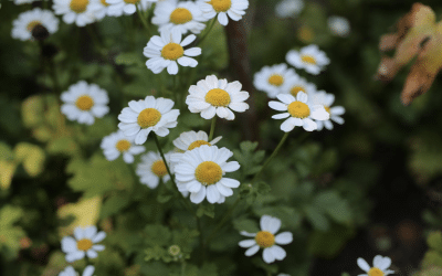 Why Butterbur, Feverfew, and Riboflavin in Migraine Formulations Might Not Be Supporting You